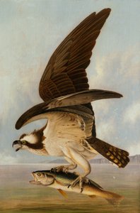 Osprey和Weakfish，1829年（硬质纤维板上的油画） 作者 约翰·詹姆斯·奥杜邦